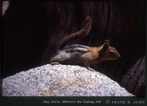 Chipmunk at Lake Tahoe