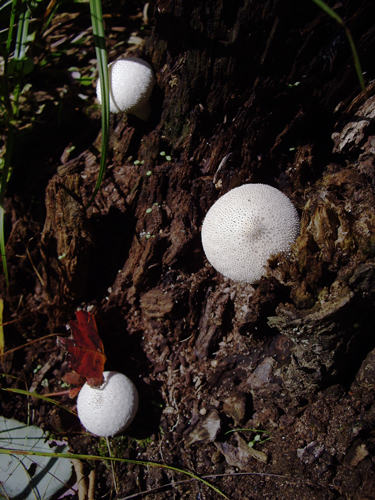 Fungi