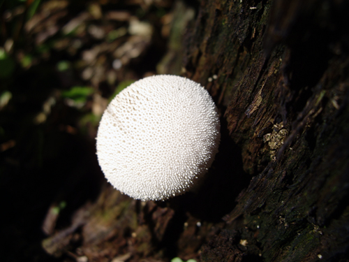 Solo Funghi