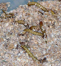 mealworms