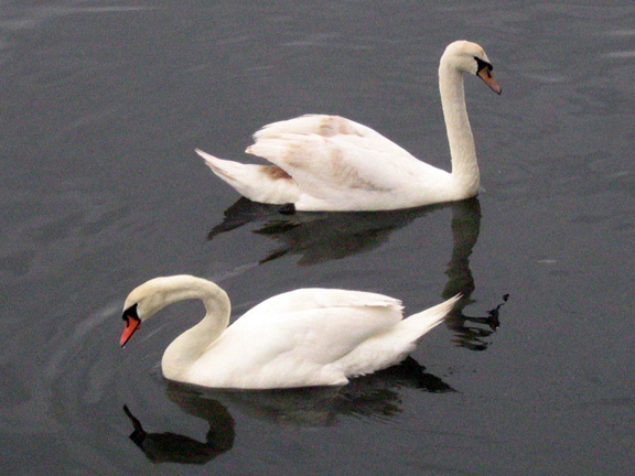 swans